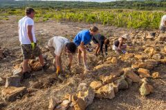 Volunteers for Stari Grad Plain / UNESCO / HVAR 2025