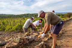 Volunteers for Stari Grad Plain / UNESCO / HVAR 2025